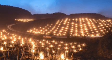 Combatendo as geadas na Borgonha