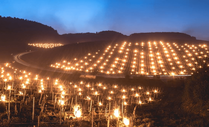 Combatendo as geadas na Borgonha